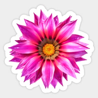 Gazania flower pink Gazania blossom floral flowery Sticker